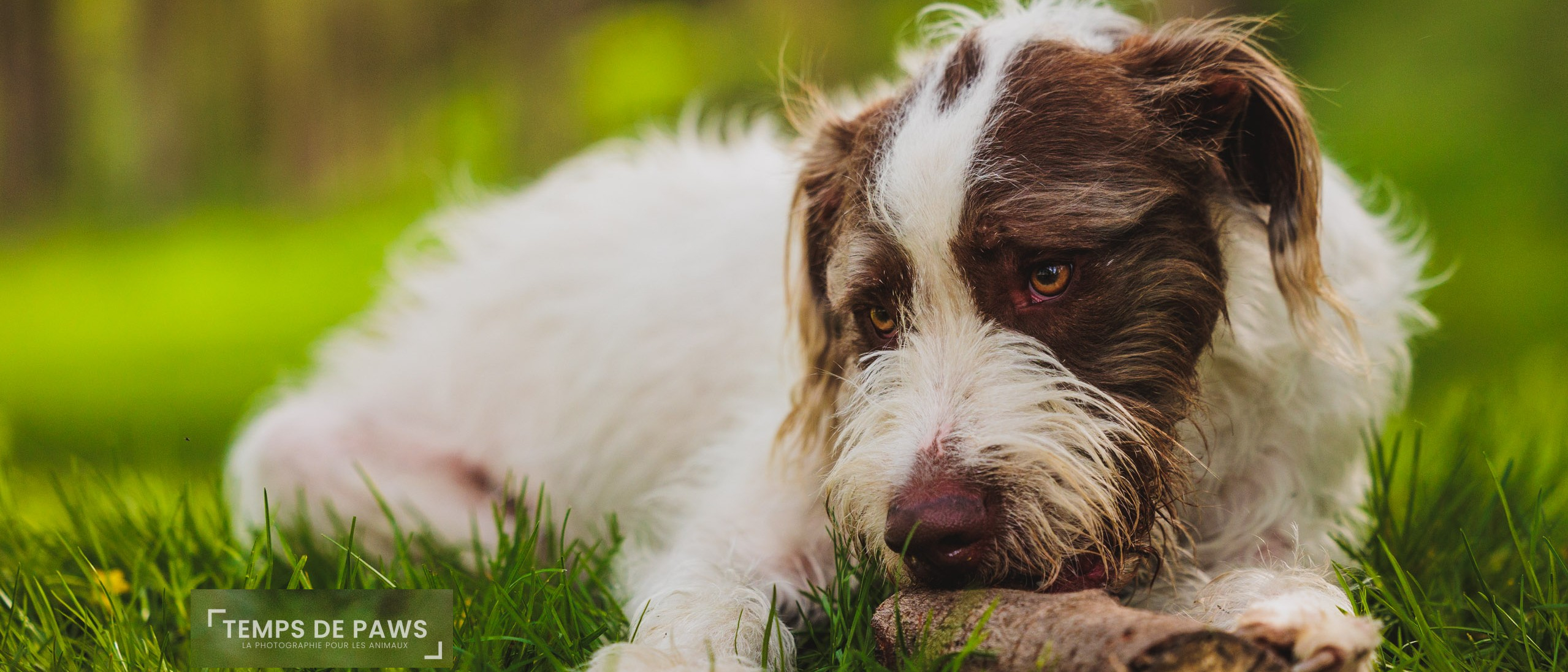 Photo d'un chien qui mord un baton