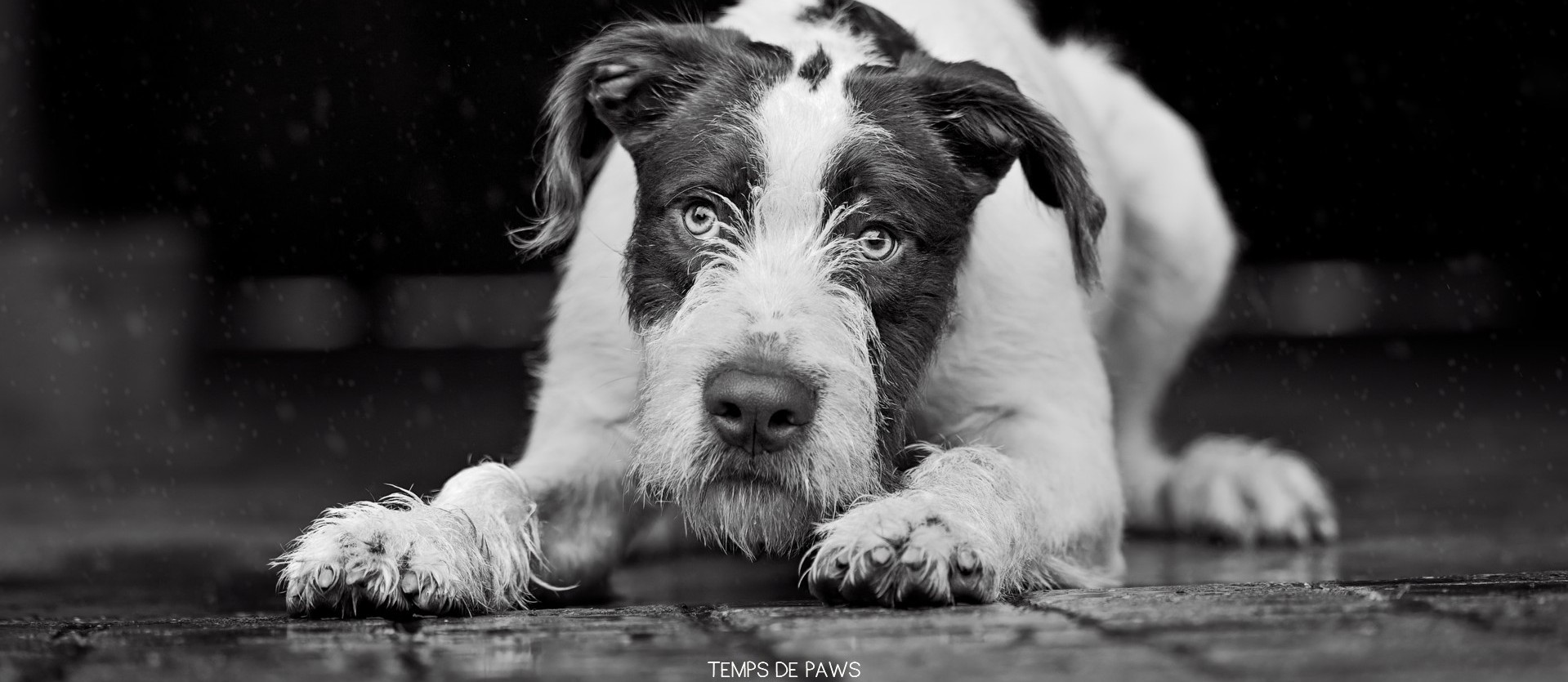 Photo d'un chien en noir et blanc