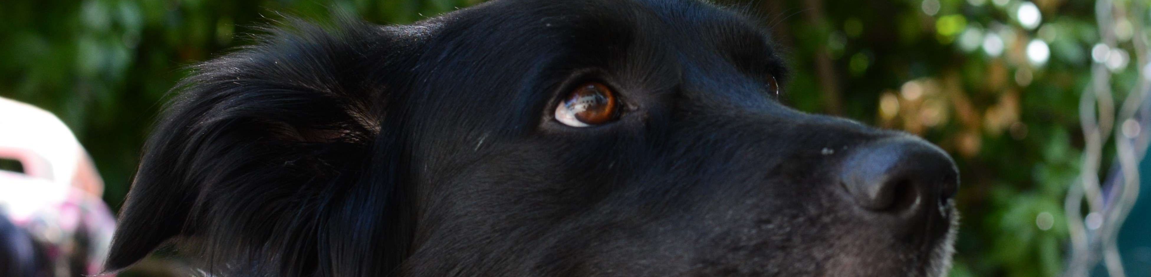 Photo d'un chien noir